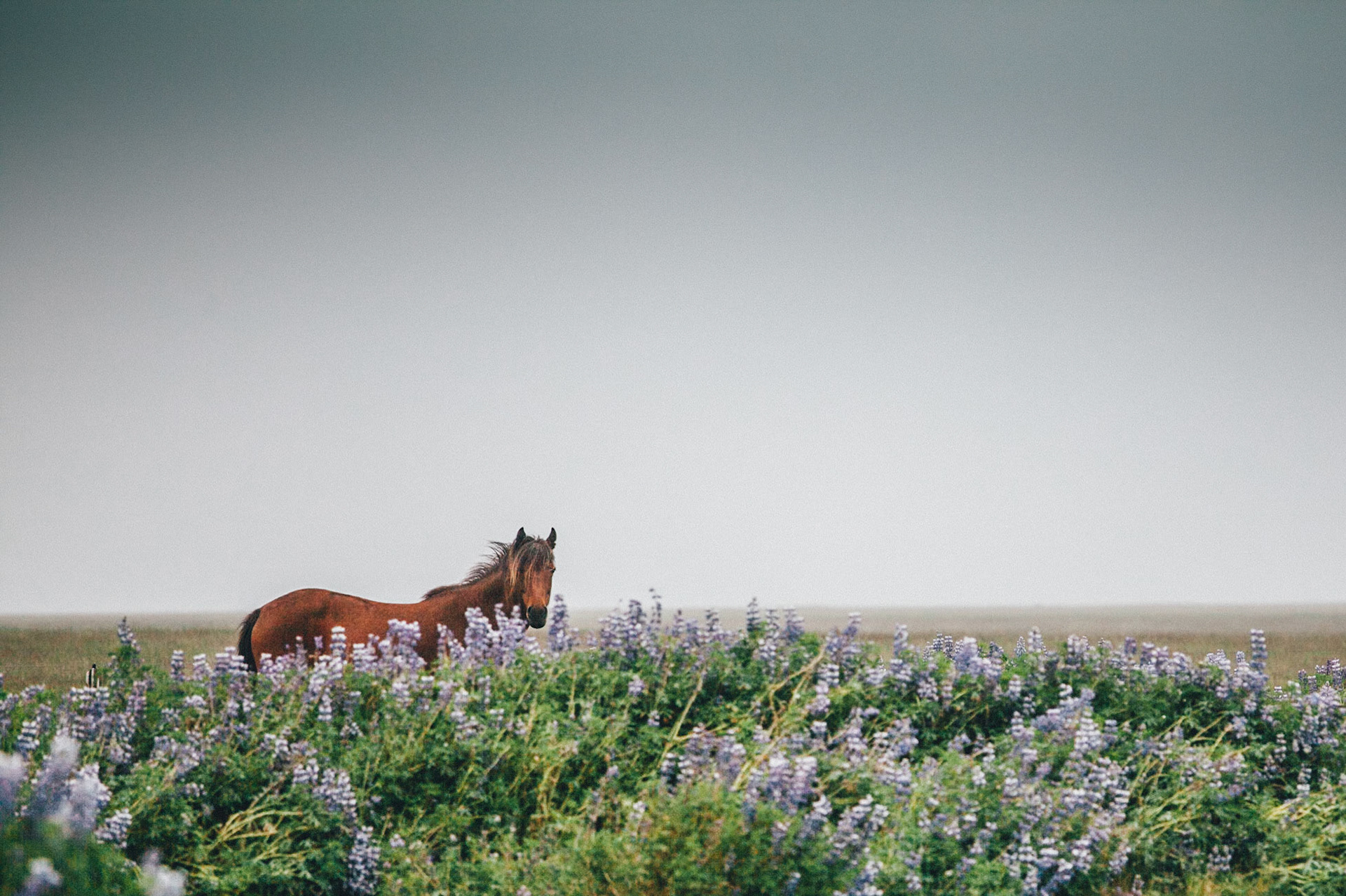 Iceland
