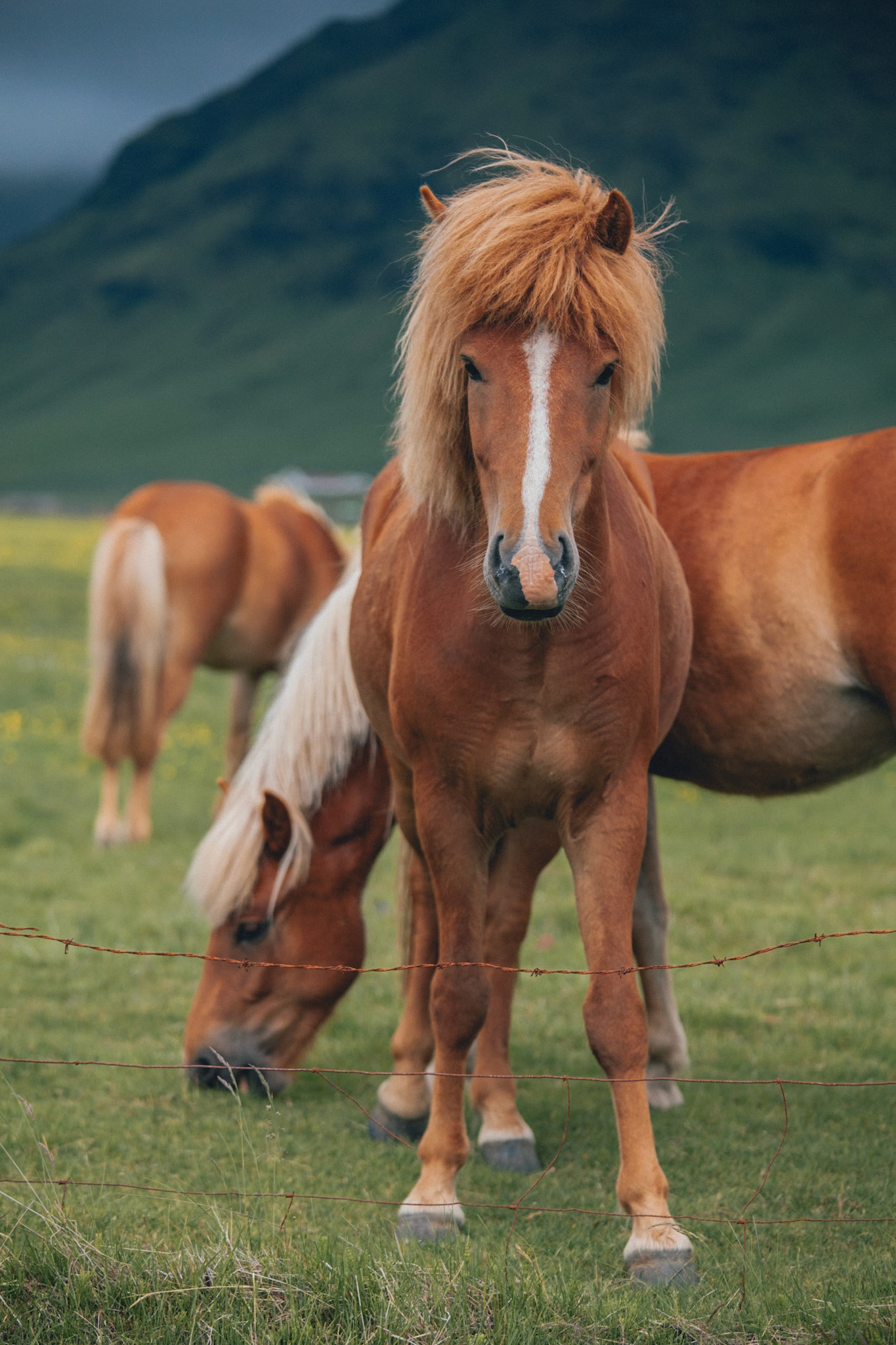 Iceland